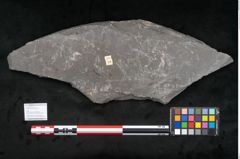 Foto (Objekt + Etikett) von Senftenbergia crenata Lindl. et H. (NHMW-GEO-2024-0188-10943)